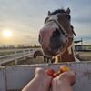 Лето с пользой! - Агротуризм в Григорьевских садах