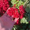 Лето с пользой! - Агротуризм в Григорьевских садах