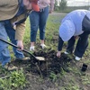 В честь Дня Победы появилась аллея сибирских кедров! - Агротуризм в Григорьевских садах