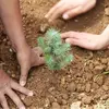 В честь Дня Победы появилась аллея сибирских кедров! - Агротуризм в Григорьевских садах