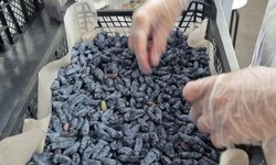 Прайс на жимолость 2025 - Агротуризм в Григорьевских садах